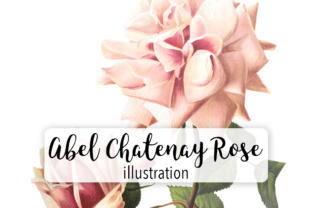 Abel Chatenay Rose Watercolor Illustrations