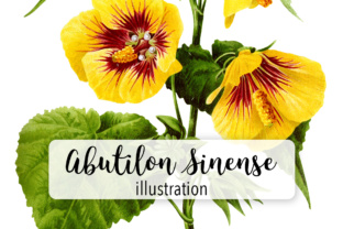 Abutilon Sinense Watercolor: A Versatile Illustration for Editorial Design