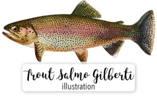 Adult Male Golden Trout Salmo Gilberti Watercolor Illustrations