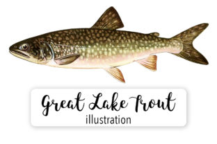 Adult Male Great Lake Trout Watercolor Illustrations