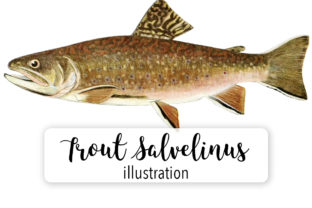 Adult Male Trout Salvenius Watercolor: A Review for Illustrations and Digital Sellers