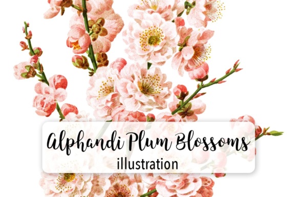 Alphandi Plum Blossems Watercolor: A Polished Graphic Design Asset for Content Creators