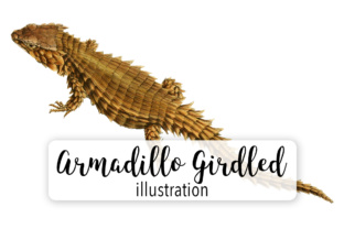 Armadillo Girdled Lizard Watercolor Illustrations Review