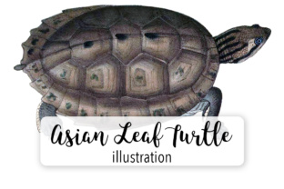 Asian Leaf Turtle Watercolor Embroidery Review