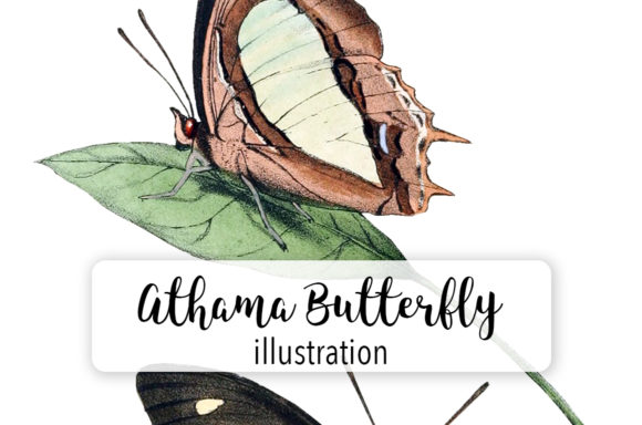 Athama Butterfly Watercolor: Illustrations for Handmade Products