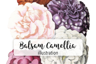 Balsam Camellia Watercolor Illustrations for Real Crafting Projects