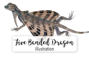 Banded Dragon Lizard Watercolor Illustrations for Branding