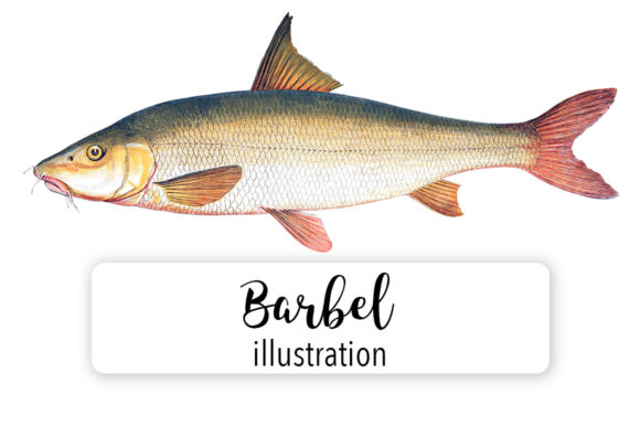 Barbel Watercolor: A Designer’s Review for Illustrations and Brand Projects