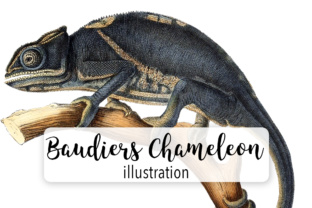 Baudriers Chameleon Watercolor Illustrations for Branding