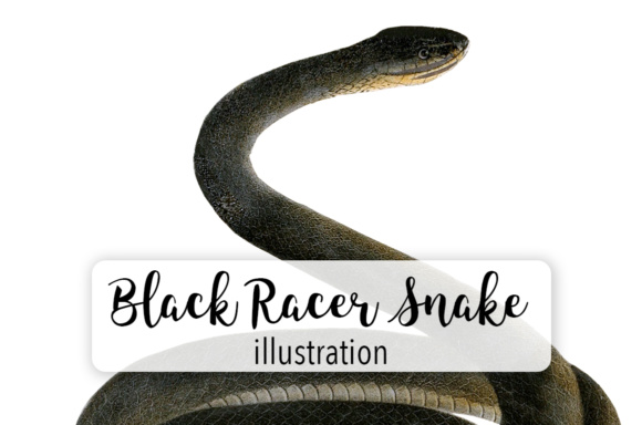 Black Racer Snake Watercolor Illustrations Review