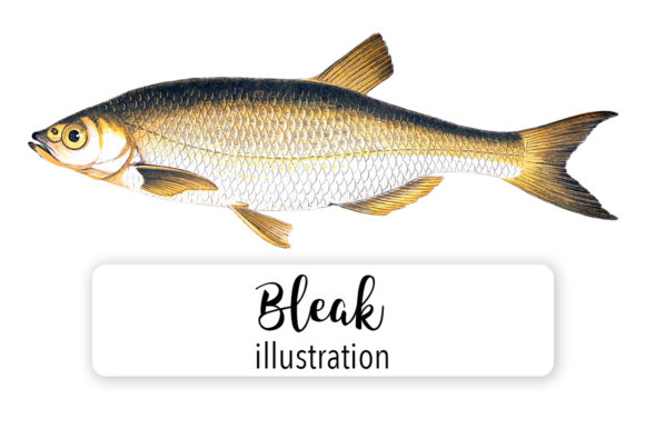 Bleak Fish Watercolor: A Designer’s Review for Illustrations