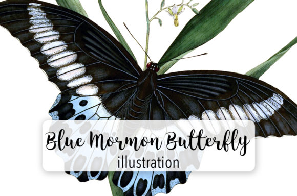 Blue Mormon and Red Spotted Butterfly Watercolor: A Designer’s Review