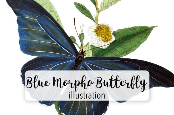 Blue Morpho Butterfly Watercolor Embroidery Review