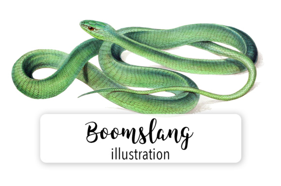 Boomslang Watercolor Embroidery Review