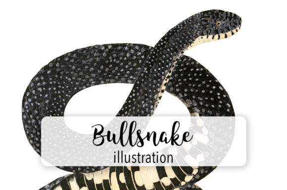 Bullsnake Watercolor: Illustrations for Local Branding