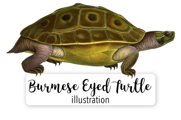 Burmese Eyed Turtle Watercolor Illustrations Review