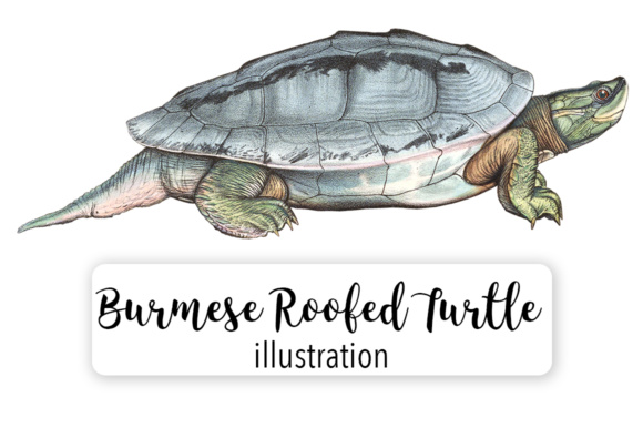 Burmese Roofed Male Turtle Watercolor: Illustrations for Crafters