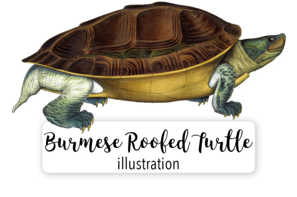 Burmese Roofed Turtle Watercolor Illustrations Review