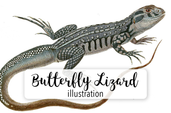 Butterfly Lizard Watercolor Illustrations