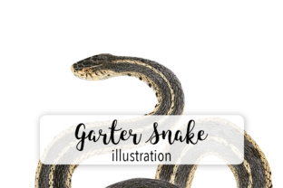 Common Garter Snake Watercolor Illustrations