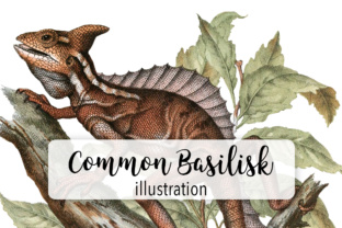 Common Lizard Basilisk Watercolor: A Designer’s Review of the Illustrations