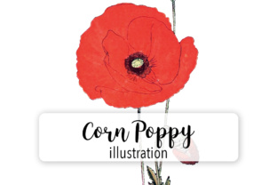 Corn Poppy Watercolor for Embroidery Projects