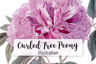 Curles Tree Peony Watercolor: A Delicate Embroidery Design for Thoughtful Projects