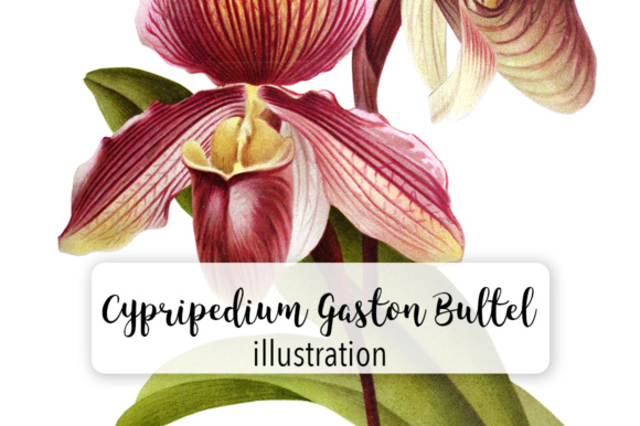 Cypripedium Gaston Bultel Watercolor: A Versatile Illustration for Content Creators