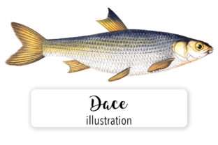 Dace Watercolor: A Review for Illustrations and Digital Products