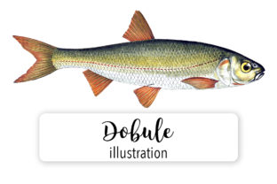 Dobule Watercolor: A Practical Review for Digital Sellers and Illustrations