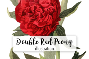 Double Red Officinal Peony Watercolor for Branding and Illustrations