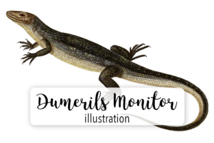 Dumeril s Monitor Watercolor Illustrations Review