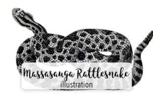 Eastern Massasauge Rattlesnake Watercolor Embroidery Review