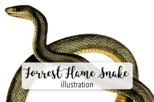 Forest Flame Snake Watercolor: A Designer’s Review for Branding