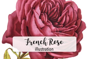 French Rose Watercolor Illustrations: A Practical Review for Digital Sellers