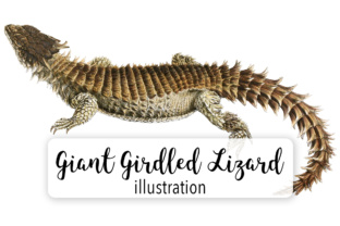 Giant Girdled Lizard Watercolor Illustrations