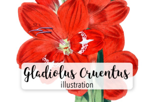 Gladiolus Cruentus Watercolor for Creative Design Projects