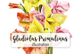 Gladiolus Primulinus Watercolor Illustrations