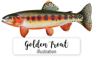 Golden Trout Watercolor Illustrations for Handmade Creators