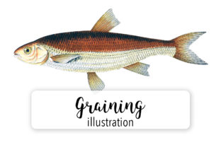 Graining Watercolor: A Brand Designer’s Review for Modern Illustrations