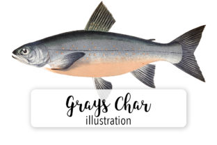 Grays Char Watercolor: A Brand Designer’s Review of These Illustrations