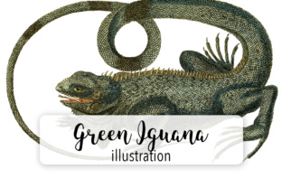 Green Iguana Watercolor Illustrations Review