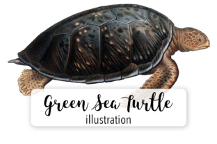 Green Sea Turtle Watercolor Illustrations for Brand Identity