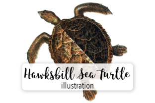 Hawksbill Sea Turtle Watercolor: A Designer’s Review for Modern Illustrations