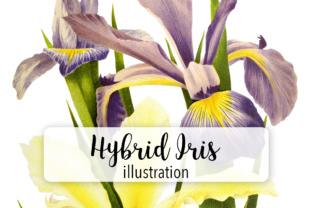 Hybrid Iris Watercolor: A Brand Designer’s Review of These Illustrations