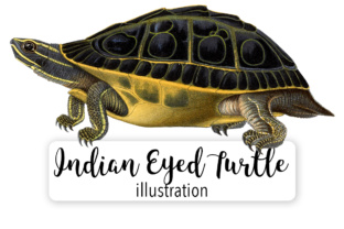 Indian Eyed Turtle Watercolor: A Review for Digital Sellers