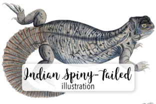 Indian Spiny Tailed Lizard Watercolor Illustrations