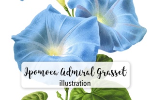 Ipomoea Admiral Grasset Watercolor Review