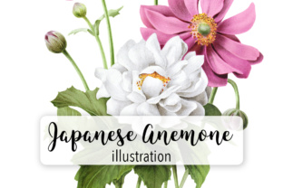 Japanese Anemone Watercolor: A Versatile Illustration for Design Projects