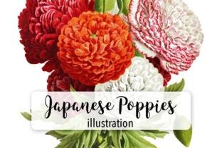 Japanese Poppies Watercolor Illustrations: A Seller’s Review